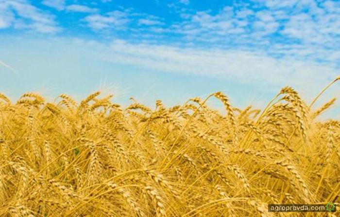 В новом 2018/19 МГ экспортировано первые 30 тыс. тонн зерна