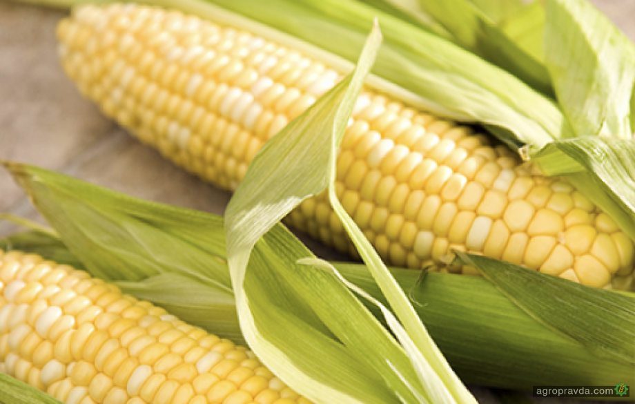 Украина перевыполнила план по севу кукурузы