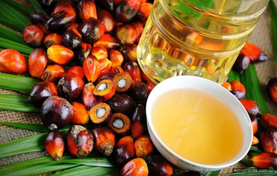 Цены на пальмовое масло обновили месячный максимум