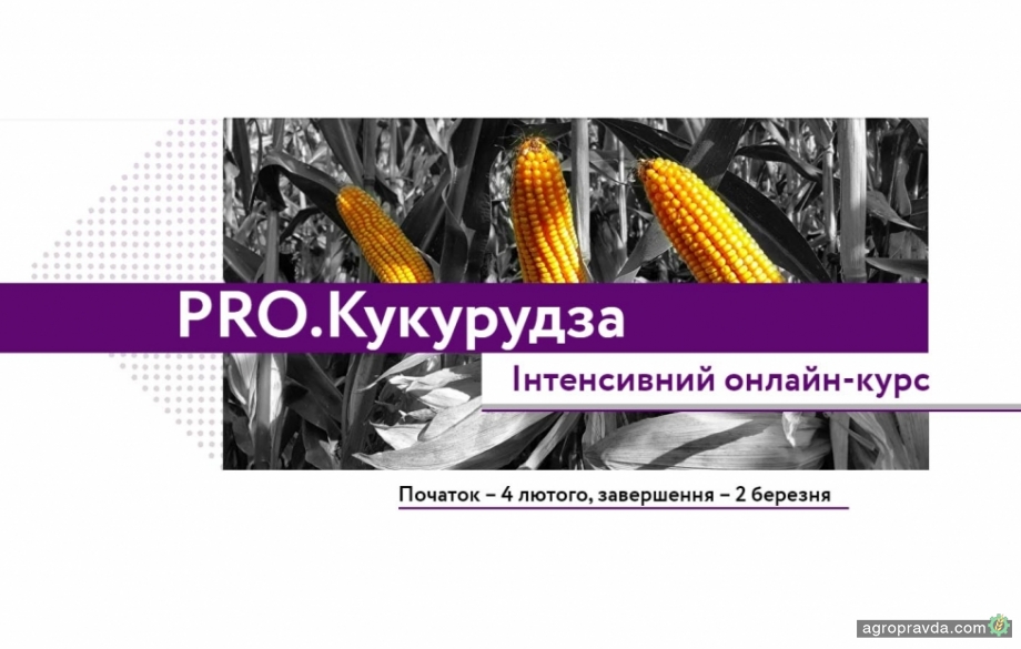 В Україні стартує інтенсивний онлайн-курс PRO.Кукурудза