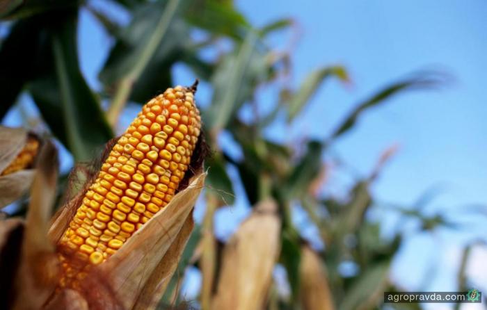 Эксперты прогнозируют в Украине рекордный урожай кукурузы