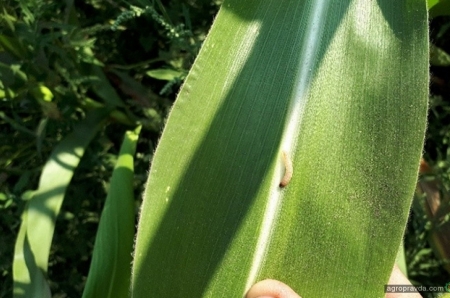 Стеблевой кукурузный мотылек: на контроле