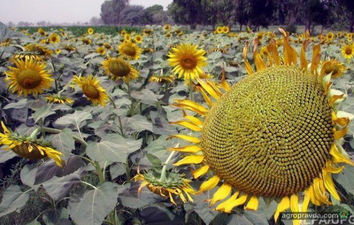 Украина закрыла евроквоты по 8 видам агропродукции