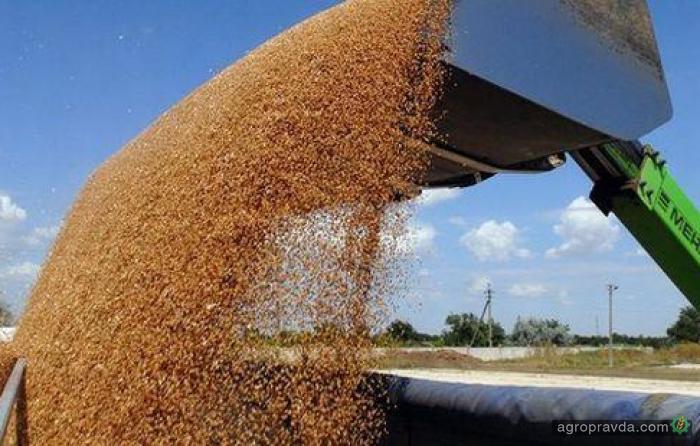 Украинские аграрии намолотили почти 55 млн т зерна