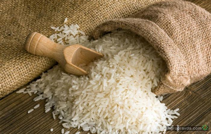 Украина соберет рекордный урожай риса