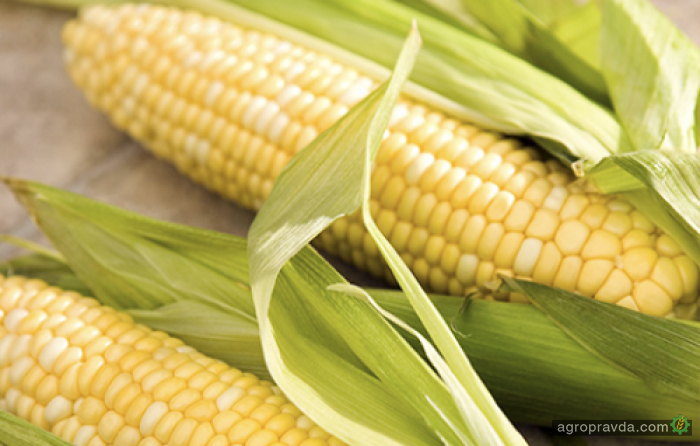 Цены на кукурузу в Украине растут 