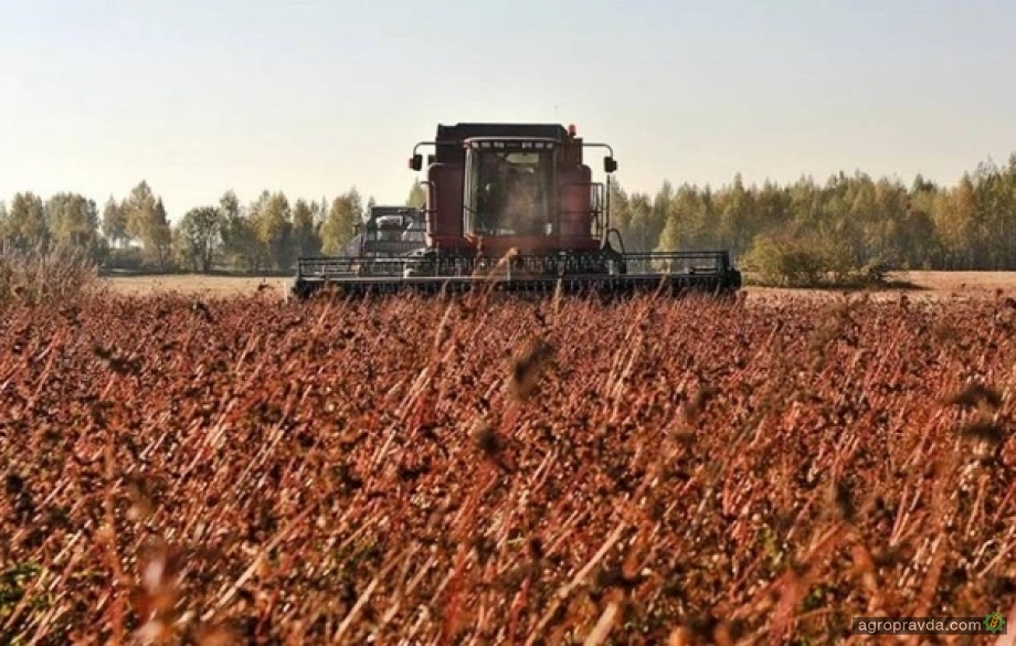 Аграрії України зібрали рекордний врожай гречки