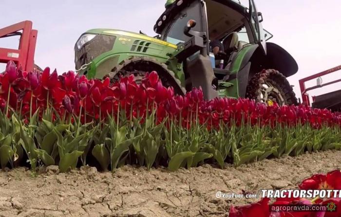 Как в Голландии тюльпаны собирают. Видео