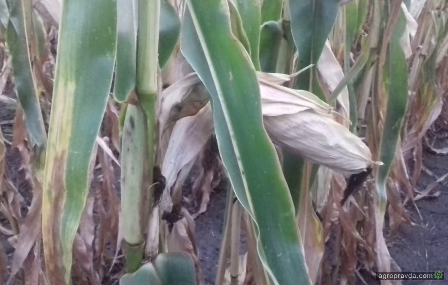 Как получить дополнительно 3 тонны кукурузы в зоне Степи