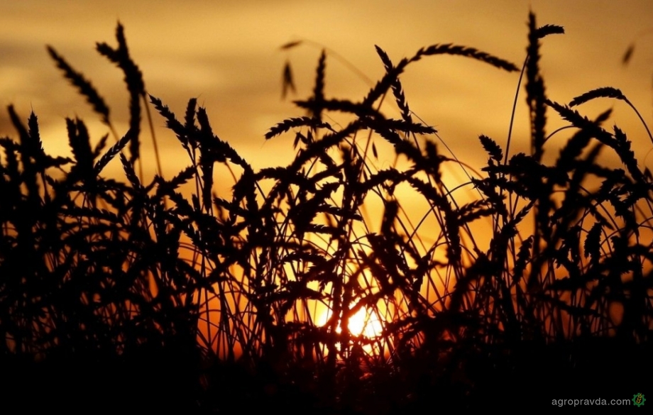 В Украине дорожает сельхозпроизводство