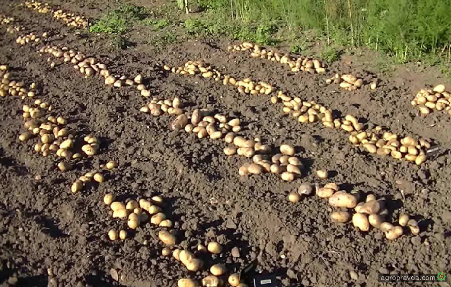 Які цікаві комплексні добрива використовуються на картоплі перед садінням бульб Які цікаві комплексні добрива використовуються на картоплі перед садінням бульб