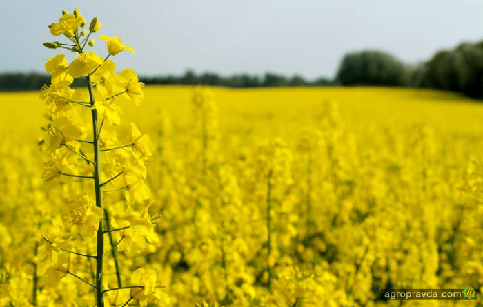 Производство агропродукции в Украине продолжает расти