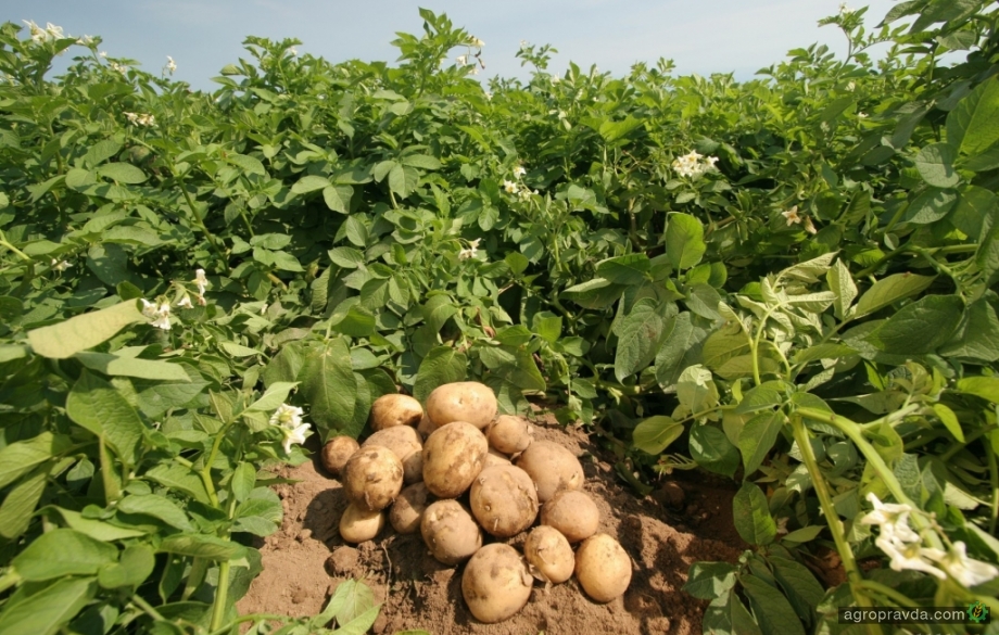 Как COVID-19 повлиял на рынок агропродовольственных товаров в Украине