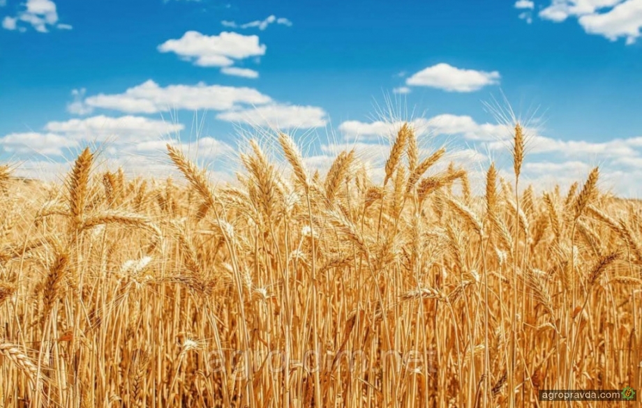 Отзывы реальных аграриев: отечественные сорта пшеницы