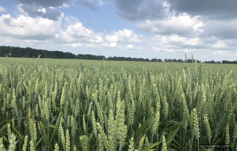 Врожайність пшениці української селекції прогнозують на рівні 40 ц/га