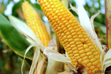 Новые гибриды кукурузы на рынке Украины. Часть 1