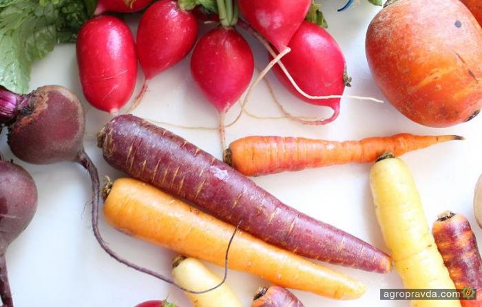 Из моркови и свеклы создали сверхпрочный материал