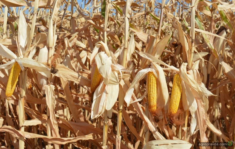 12 способів підвищити врожайність кукурудзи