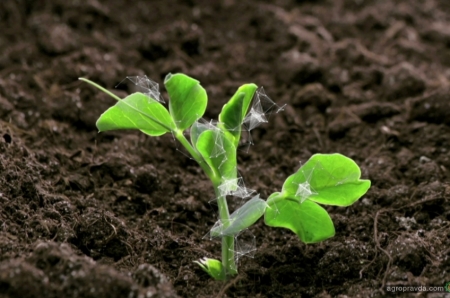 Какие стимуляторы роста растений выпускают в Украине