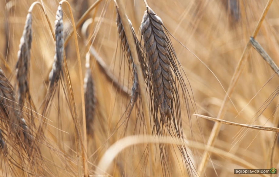 Есть ли смысл выращивать древние зерновые культуры?