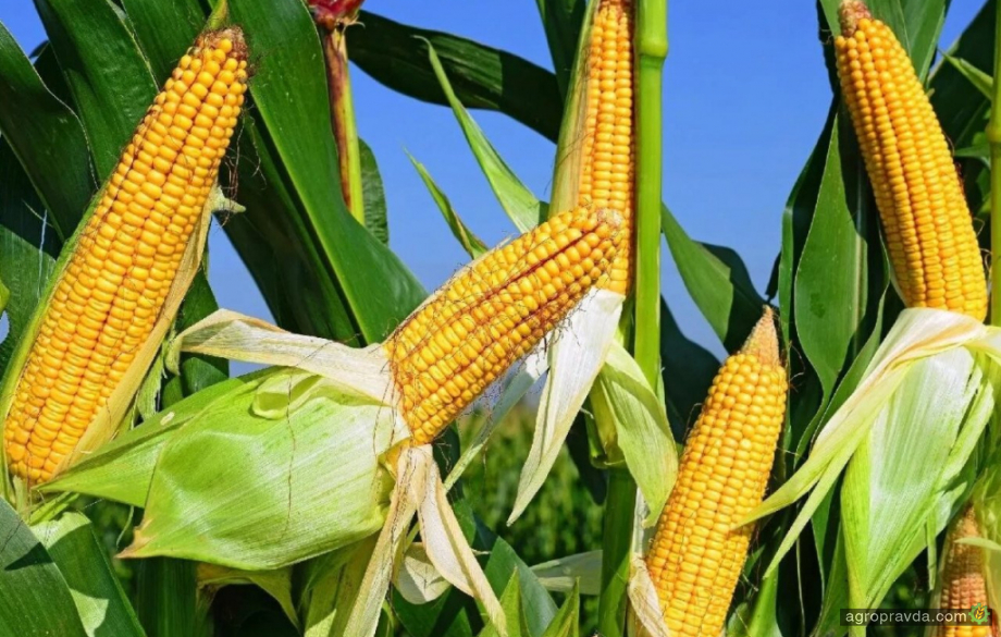 Китай активно контрактує українську кукурудзу