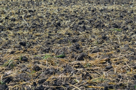 Как аграрии переживают засуху: опыт СФГ «Прогресс»