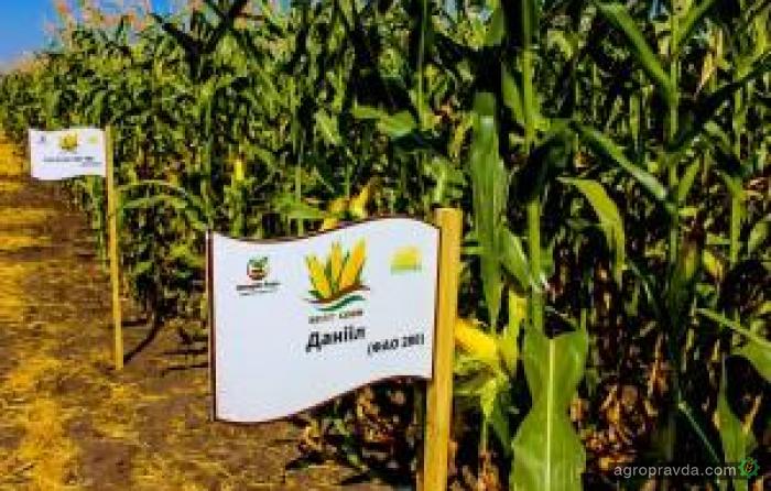 В Украине представили новые гибриды кукурузы