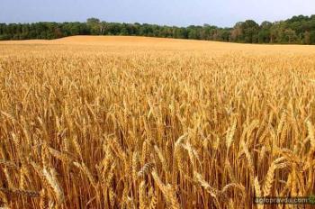 Уже в 7 регионах Украины завершена уборка ранних зерновых