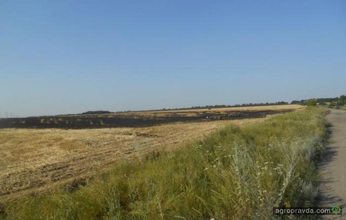 На Харьковщине сгорело 100 гектаров пшеницы 