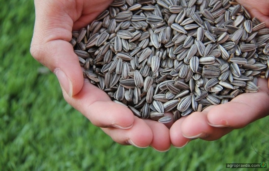 Минэкономики предлагает запретить экспорт семян подсолнечника