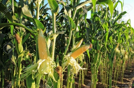 Самые перспективные гербициды для кукурузы. Часть 2