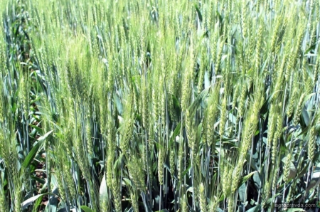 Предпосевная обработка озимой пшеницы. Часть 1