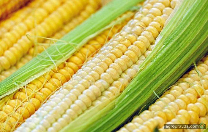 Цены на кукурузу ожидают очередного отчета USDA