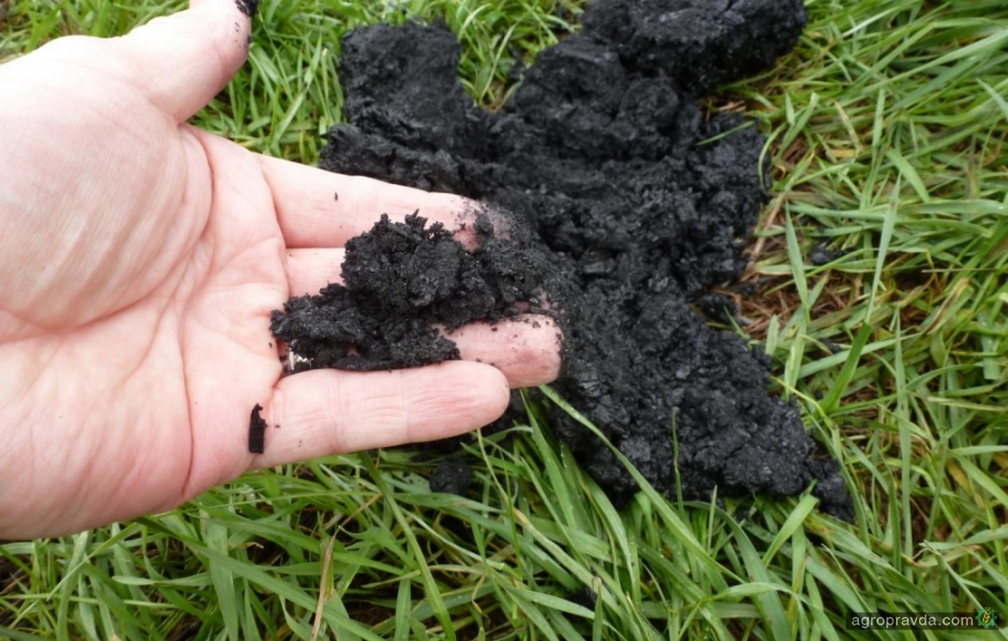 Древесный уголь помогает повысить качество почвы 