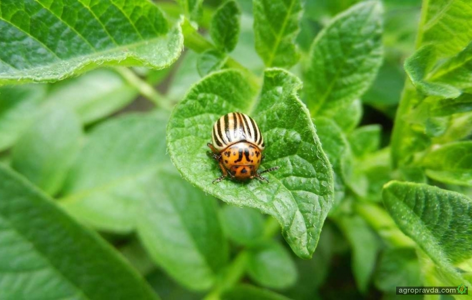 Картофель без инсектицидов: растения с невкусными для жука листьями
