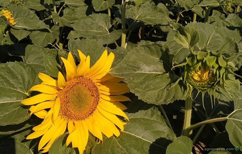 В Україні дешевшає насіння соняшнику