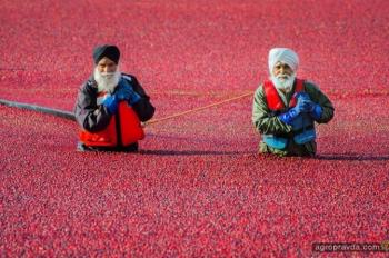 Как собирают урожай в разных странах мира. Фото 