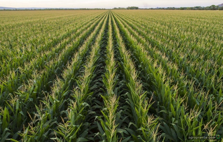 Новые гибриды кукурузы на рынке Украины. Часть 1